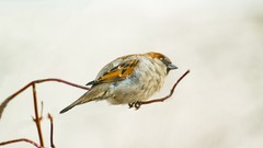 Birds sparrow