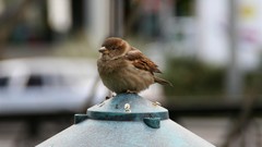 Birds sparrow