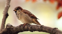 Birds sparrow