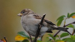 Birds sparrow