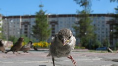 Birds sparrow blurred background