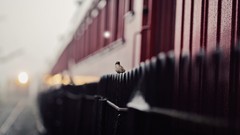 Birds sparrow fences bokeh trains