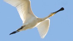 Birds spoonbills
