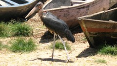 Birds storks