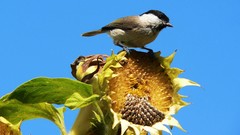 Birds Sunflowers