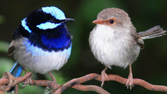 Birds Superb fairy-wren