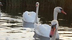 Birds Swans