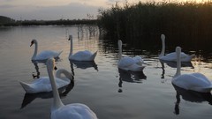 Birds Swans