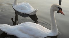 Birds Swans