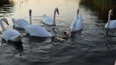 Birds Swans