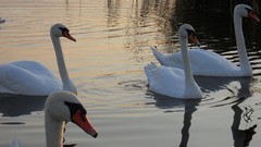 Birds Swans