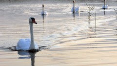 Birds Swans