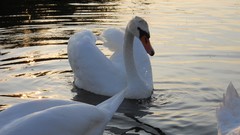 Birds Swans