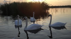 Birds Swans