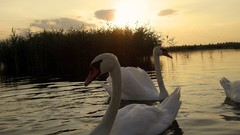 Birds Swans