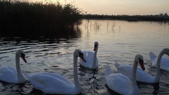 Birds Swans