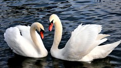 Birds Swans