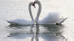 Birds Swans