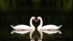 Birds Swans