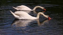 Birds Swans