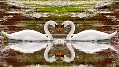 Birds Swans