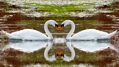 Birds Swans