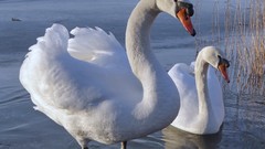 Birds Swans