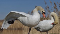 Birds Swans