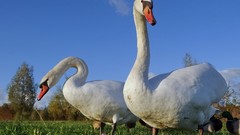 Birds Swans