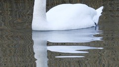 Birds Swans