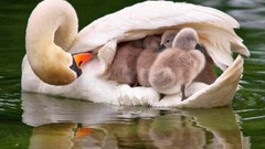 Birds Swans baby birds