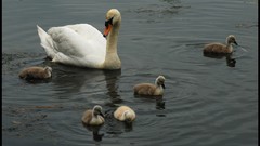 Birds Swans baby birds