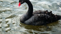 Birds Swans Black Bird