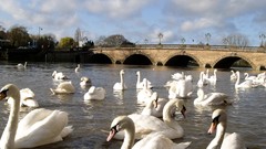 Birds Swans Bridges rivers