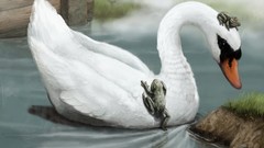 Birds Swans Frogs artwork