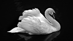 Birds Swans grayscale