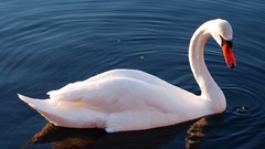 Birds Swans lakes