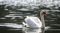 Birds Swans lakes bokeh