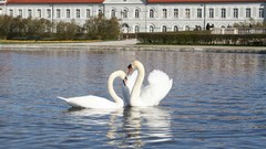 Birds Swans lakes houses mansion