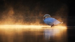 Birds Swans lakes reflections sunlight