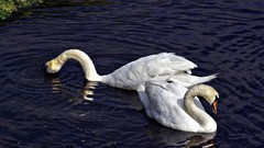 Birds Swans lakes ripples