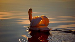 Birds Swans lakes sunlight