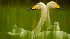 Birds Swans national geographic