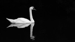 Birds Swans reflections