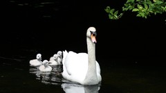Birds Swans reflections rivers baby birds