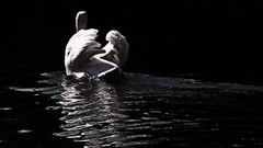 Birds Swans swimming lakes