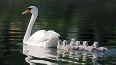 Birds Swans swimming outdoors baby birds
