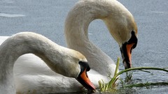 Birds Swans wildlife