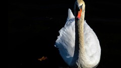 Birds Swans wildlife