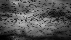 Birds swarm